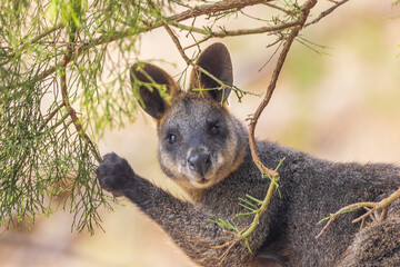 Swamp Wallaby (Wallabia bicolor). A unique Australian macropod with a dark black-grey coat with a...