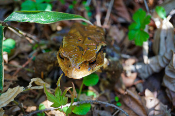 アズマヒキガエル