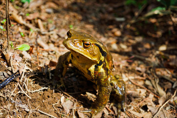 アズマヒキガエル