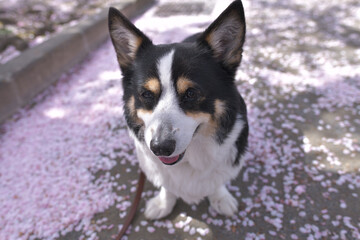 Naklejka na ściany i meble Pink cherry blossom petals and black corgi dog