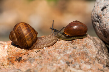 sunny weather in summer or spring, and grape snail