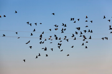 a large number of birds