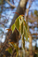 イヌブナの新葉　若葉