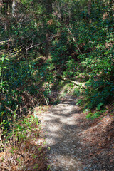 高尾山の登山道　蛇滝コース　春