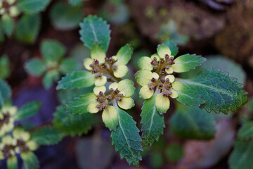 ヨゴレネコノメソウ