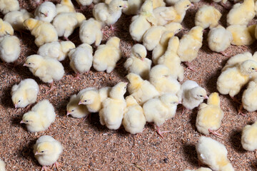 chicken chicks at a poultry farm, close up
