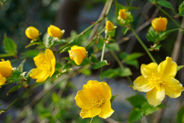 Obraz premium やまぶき 春の花