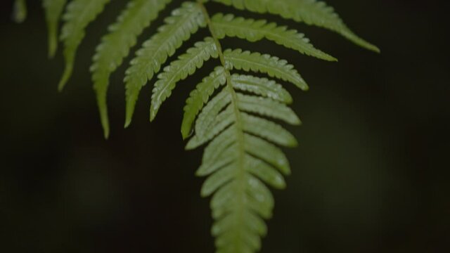 Detalhe de uma folha de samambaia na Mata Atl&acirc;ntica / Detail of a fern leaf in the Atlantic Forest