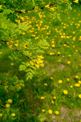 A flowering acacia bush in the spring garden. Caragana arborescens