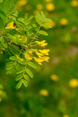 A flowering acacia bush in the spring garden. Caragana arborescens