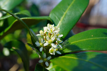ミヤマシキミの花