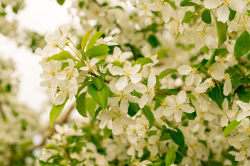 Blooming apple tree