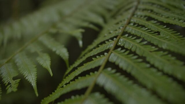 Detalhe de uma folha de samambaia na Mata Atl&acirc;ntica / Detail of a fern leaf in the Atlantic Forest