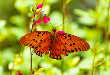 Mariposa monarca polinizando. Canelones<Uruguay