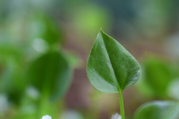Young leaves grow in spring, closeup. HD image