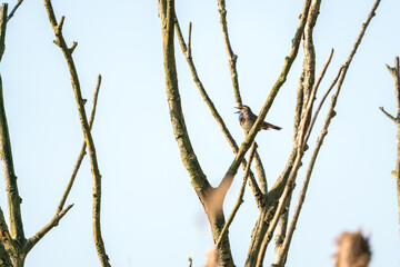 bluethroat on a branch