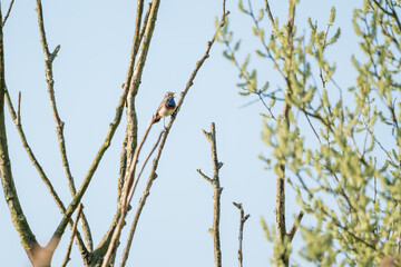 bluethroat on a branch