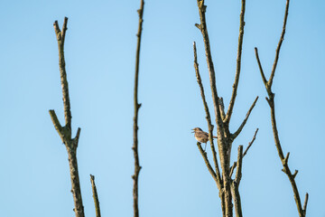 bluethroat on a branch