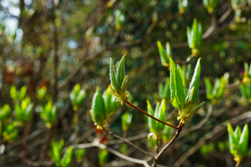 ミツバツツジ　新葉