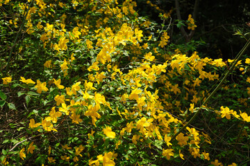 やまぶき　春の花
