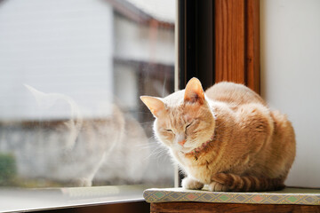 窓際で寛ぐ猫