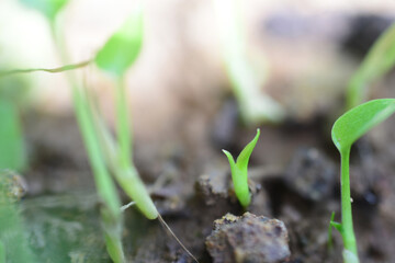 Young leaves grow in spring, closeup. HD image