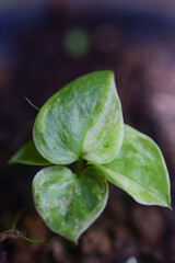 Young leaves grow in spring, closeup. HD image