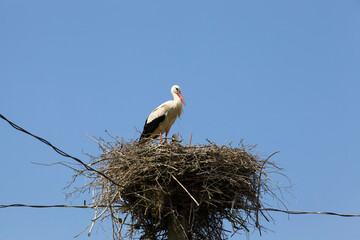 Fototapeta premium common white stork