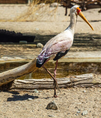 Stork