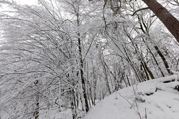 winter season in the forest or in the park