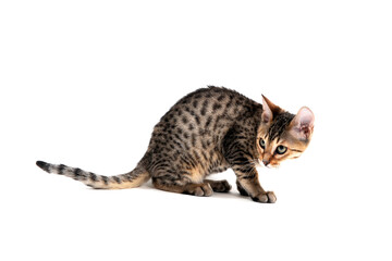 Purebred smooth-haired cat squinted sitting on a white background