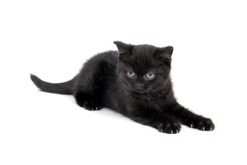 fluffy purebred black kitten with claws outstretched lies on an isolated background