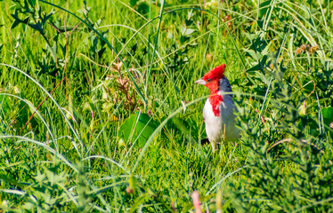 Pájaro. Cardenal en un pino,Maldonado, Uruguay