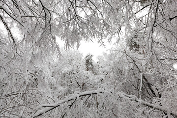 a large number of bare deciduous trees in the winter season