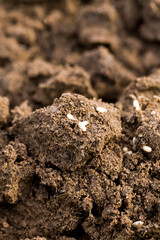 ants crawling on the sand in the summer or spring