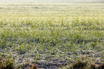 winter weather in an agricultural field where winter cereals