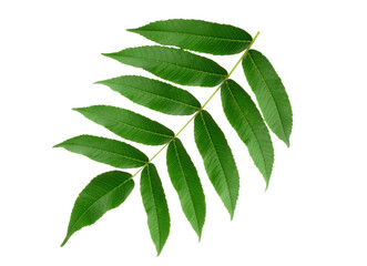 Obraz premium Sumac (Rhus) Green Leaves on the branch. Top View. Isolated on White Background.