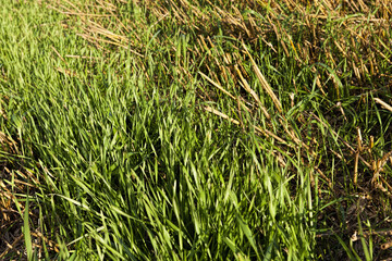 green and yellow oats