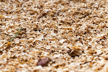 different sizes of sawdust