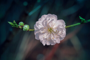 Chinese plum ( Prunus japonica or Oriental bush cherry) flower blooming 