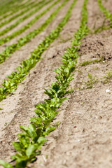 agricultural field where sugar beets