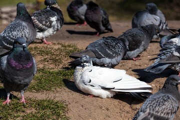 Fototapeta premium hungry pigeons living in the city in autumn and winter