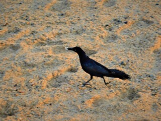 Raven running in the sand
