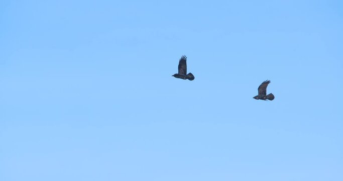 Two black crow raven jackdaw birds flying together blue sky slow motion