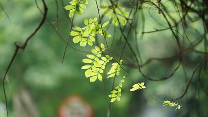 The flourish green plants growing in the park in summer