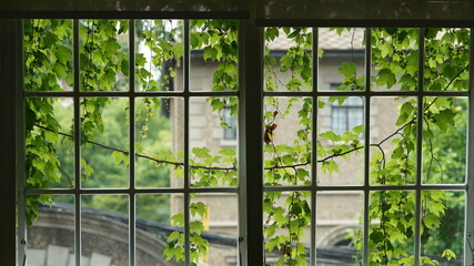 The window view from inside covered by the green ivy plant 
