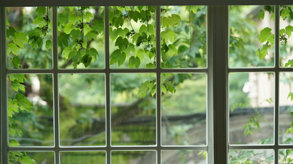 The window view from inside covered by the green ivy plant 