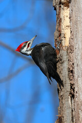 Pileated Woodpecker on a Tree