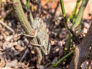 Close-up of a brown grasshopper or Caelifera camouflaged in its natural environment among leaves and branches