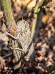 Close-up of a brown grasshopper or Caelifera camouflaged in its natural environment among leaves and branches